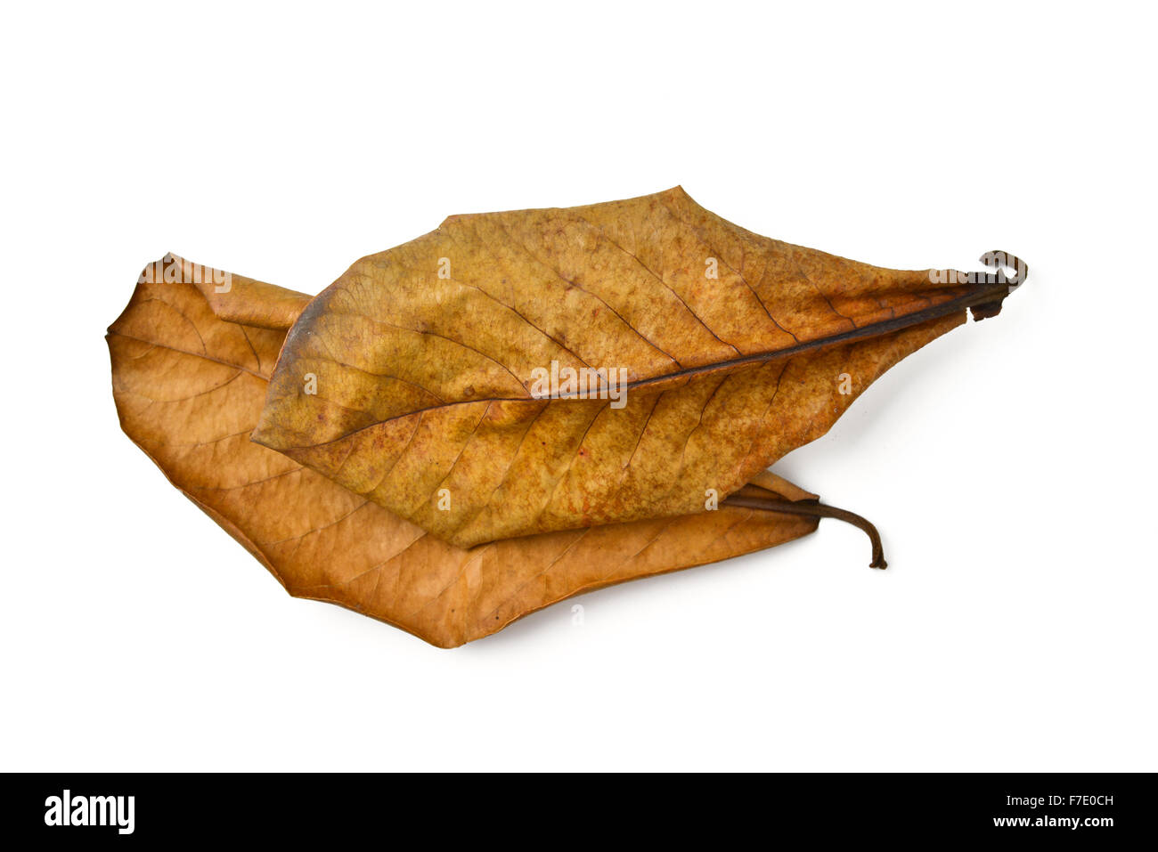 dry terminalia catappa leaf on white background Stock Photo