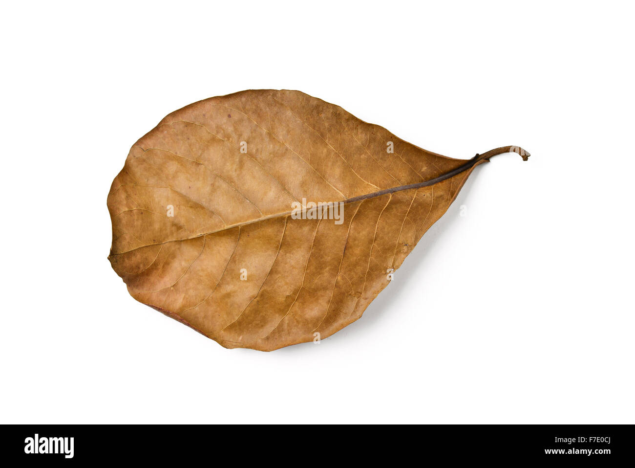 dry terminalia catappa leaf on white background Stock Photo