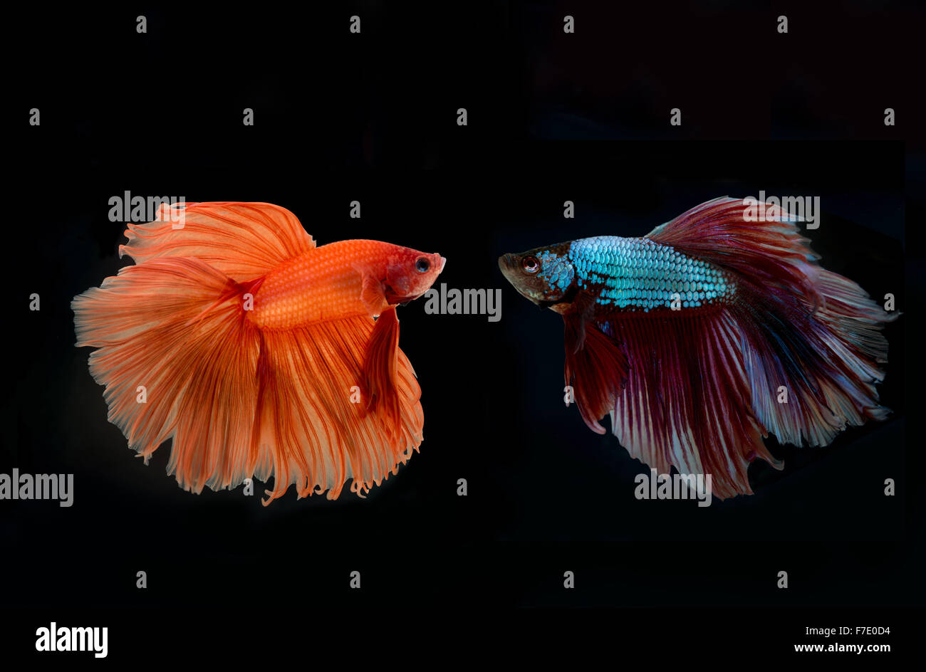 siamese fighting fish confronting Stock Photo