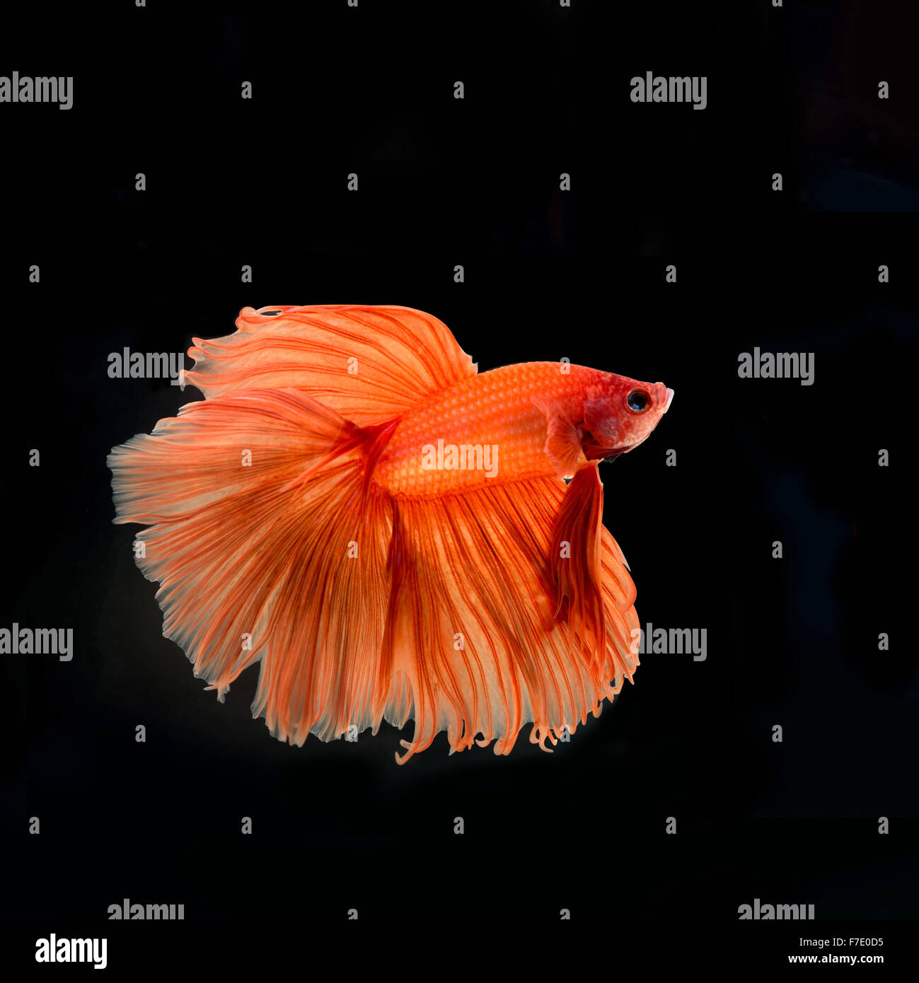 siamese fighting fish Stock Photo
