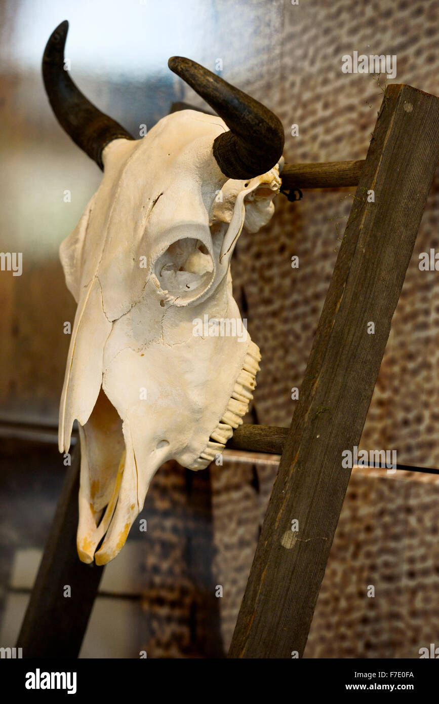 Cow skull hi-res stock photography and images - Alamy