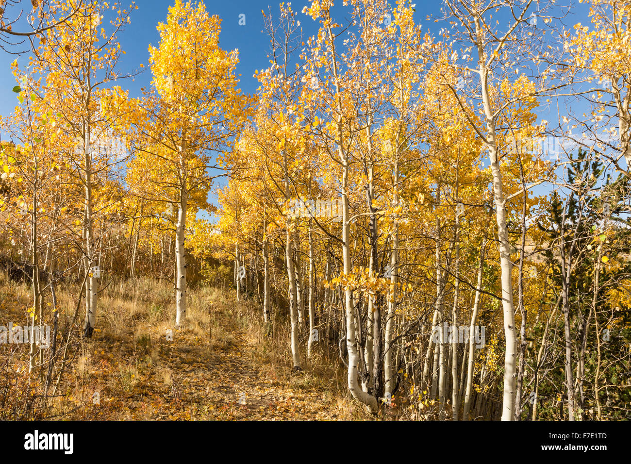 A hillside trail flanked by golden quaking aspen trees at Kenosha Pass, Colorado. Stock Photo