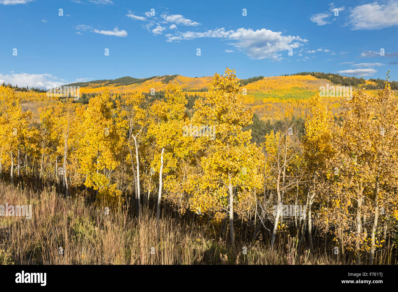 A hillside full of golden aspen trees with the Twin Peaks in the background at Kenosha Pass, Colorado. Stock Photo