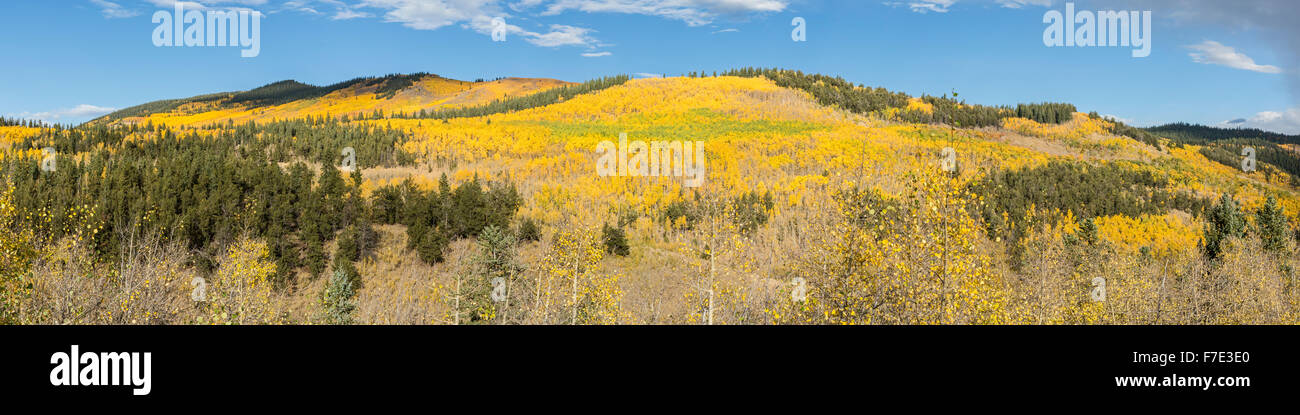 A huge grove of bright yellow quaking aspen trees in Kenosha Pass, Colorado. Stock Photo
