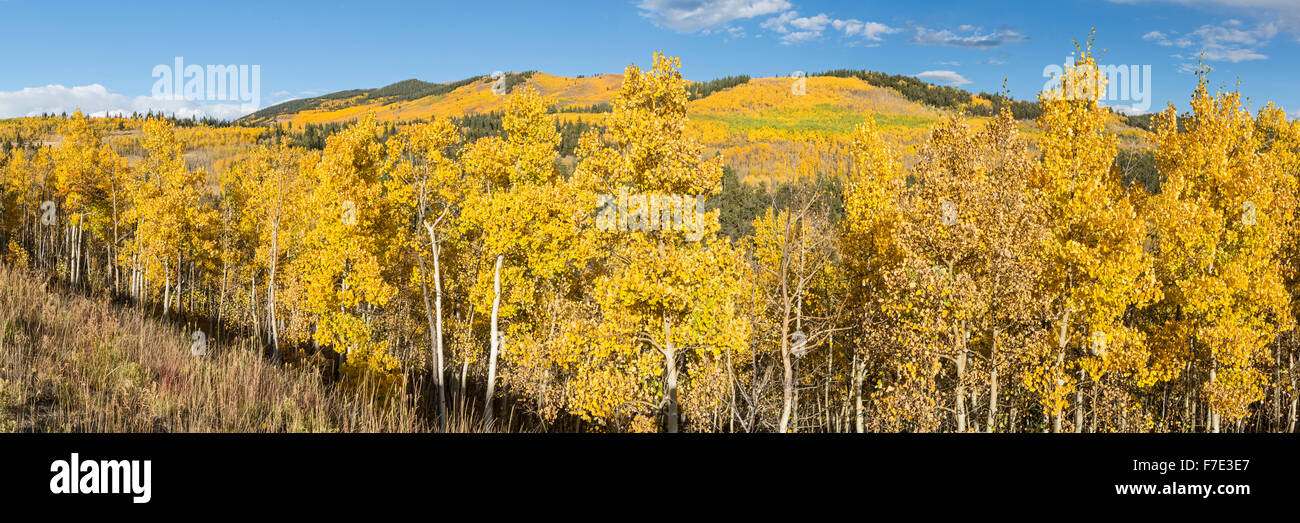 A hillside full of golden aspen trees with the Twin Peaks in the background at Kenosha Pass, Colorado. Stock Photo