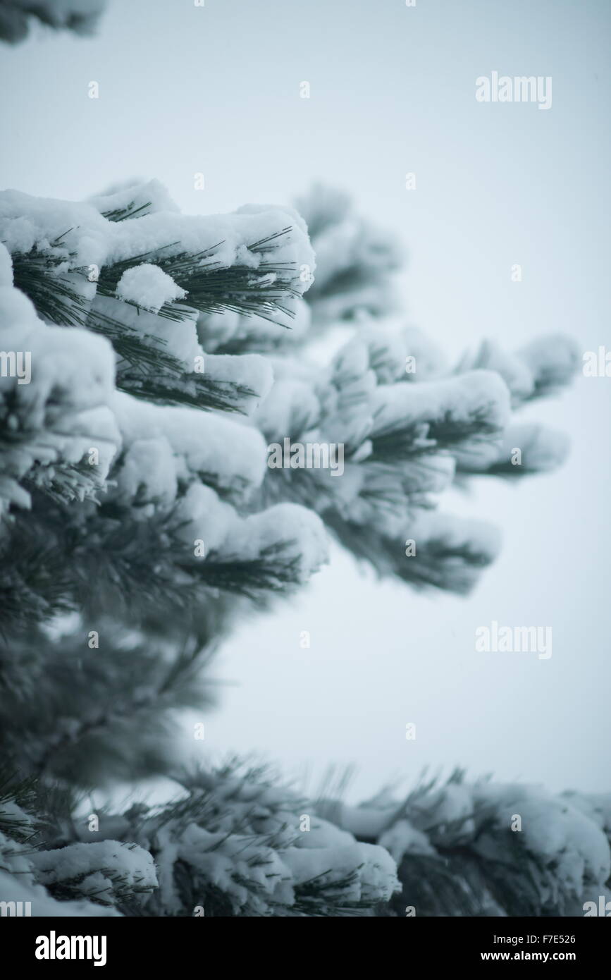christmas evergreen spruce pine tree in nature covered with fresh snow ...