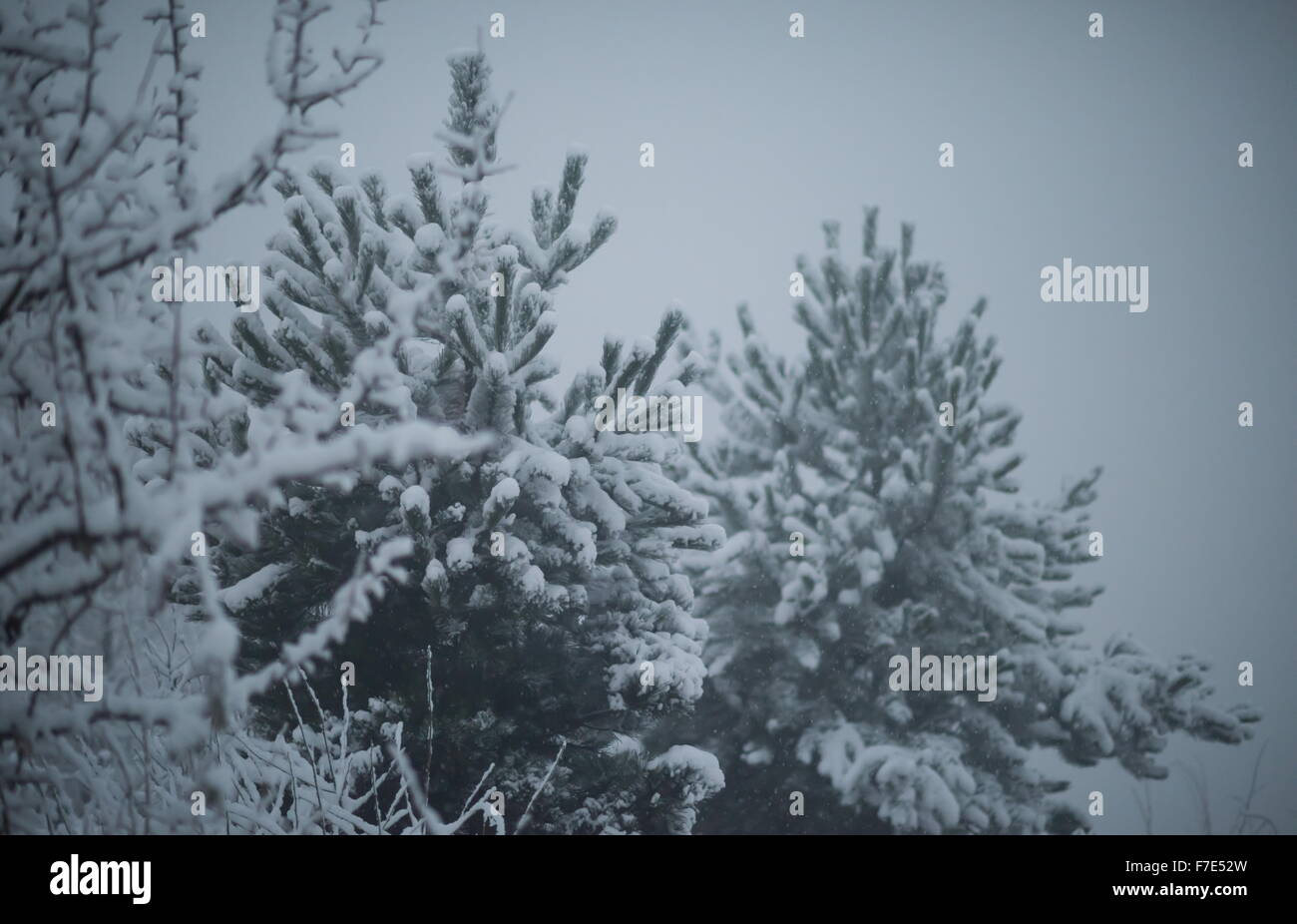 christmas evergreen spruce pine tree in nature covered with fresh snow ...