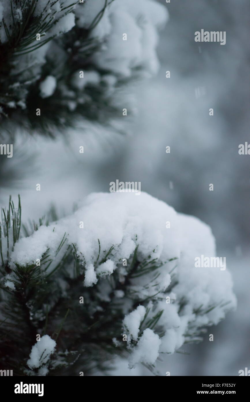 christmas evergreen spruce pine tree in nature covered with fresh snow ...