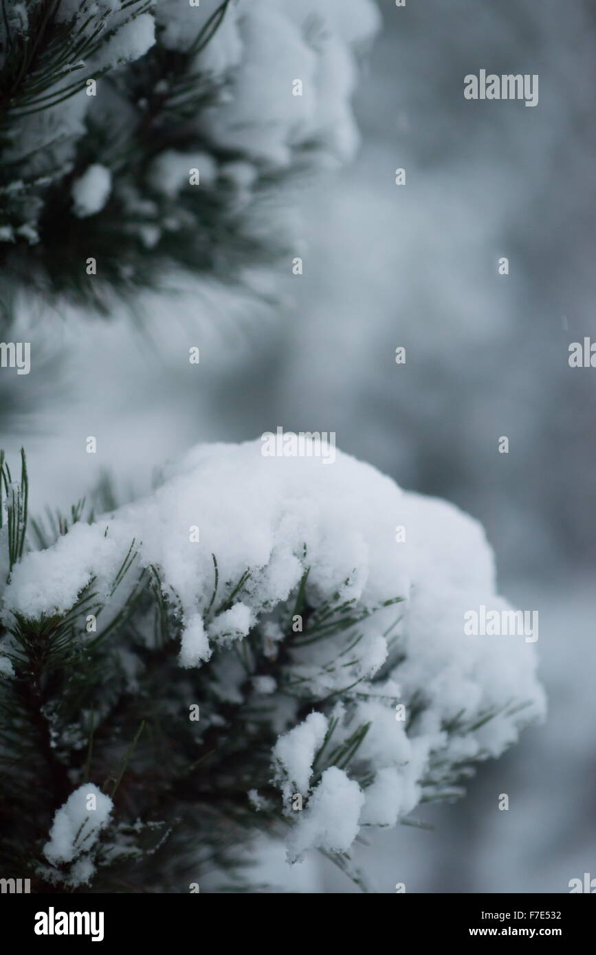 christmas evergreen spruce pine tree in nature covered with fresh snow ...