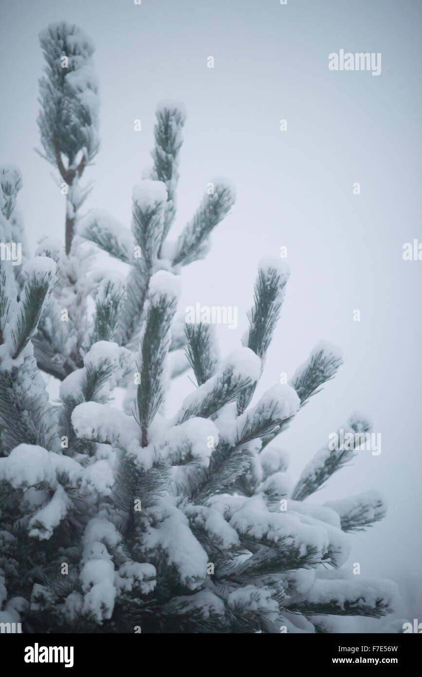 christmas evergreen spruce pine tree in nature covered with fresh snow ...
