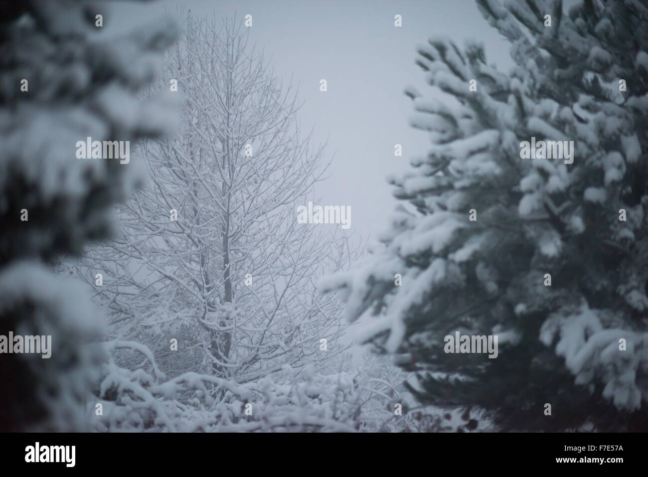 christmas evergreen spruce pine tree in nature covered with fresh snow ...