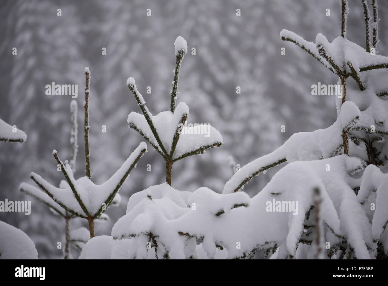 christmas evergreen spruce pine tree in nature covered with fresh snow ...