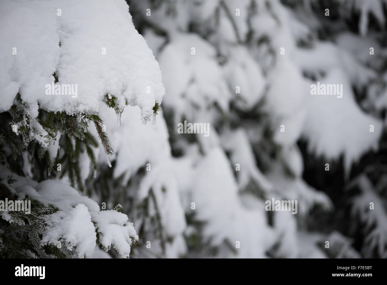 christmas evergreen spruce pine tree in nature covered with fresh snow ...