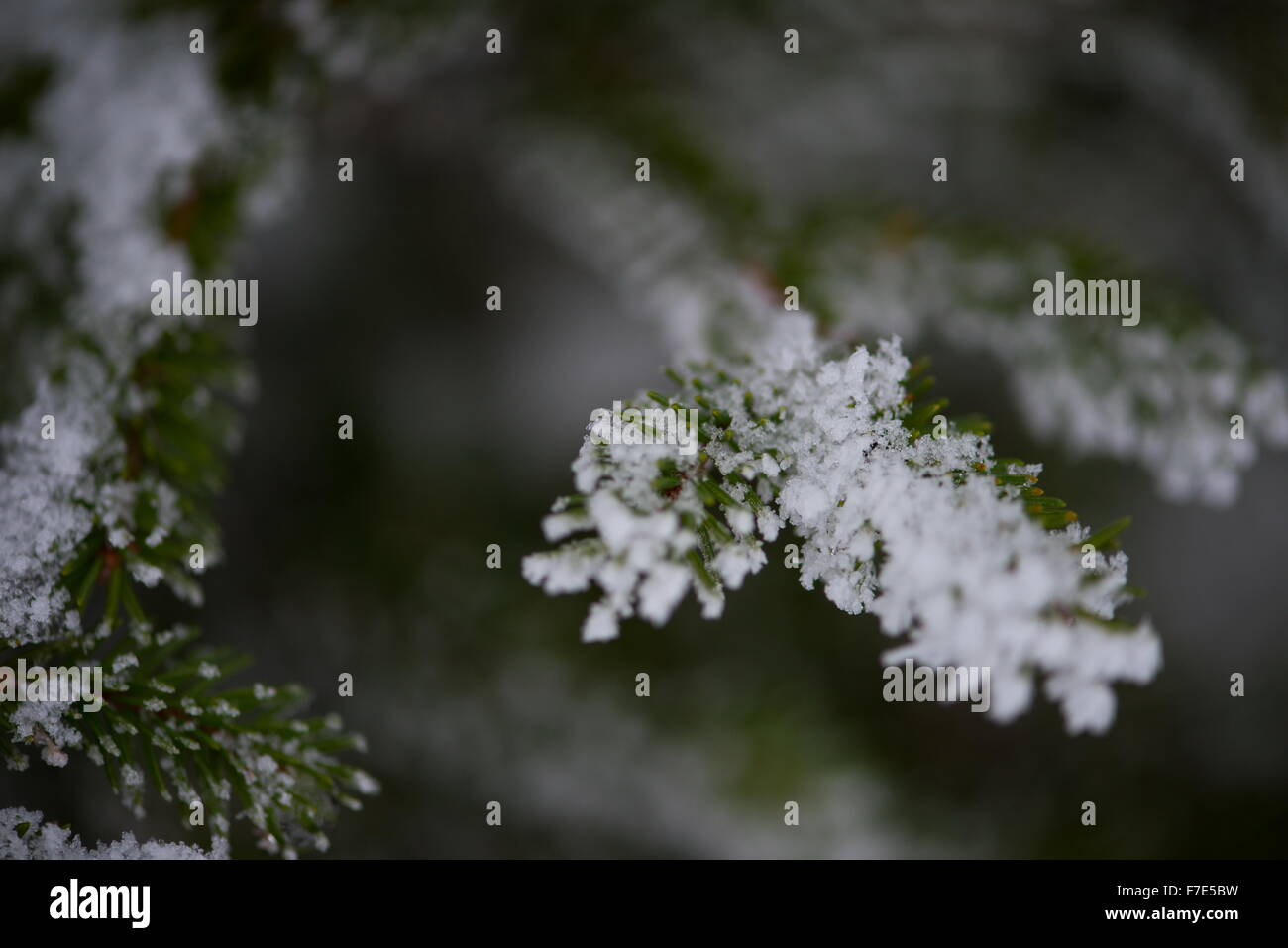 christmas evergreen spruce pine tree in nature covered with fresh snow ...