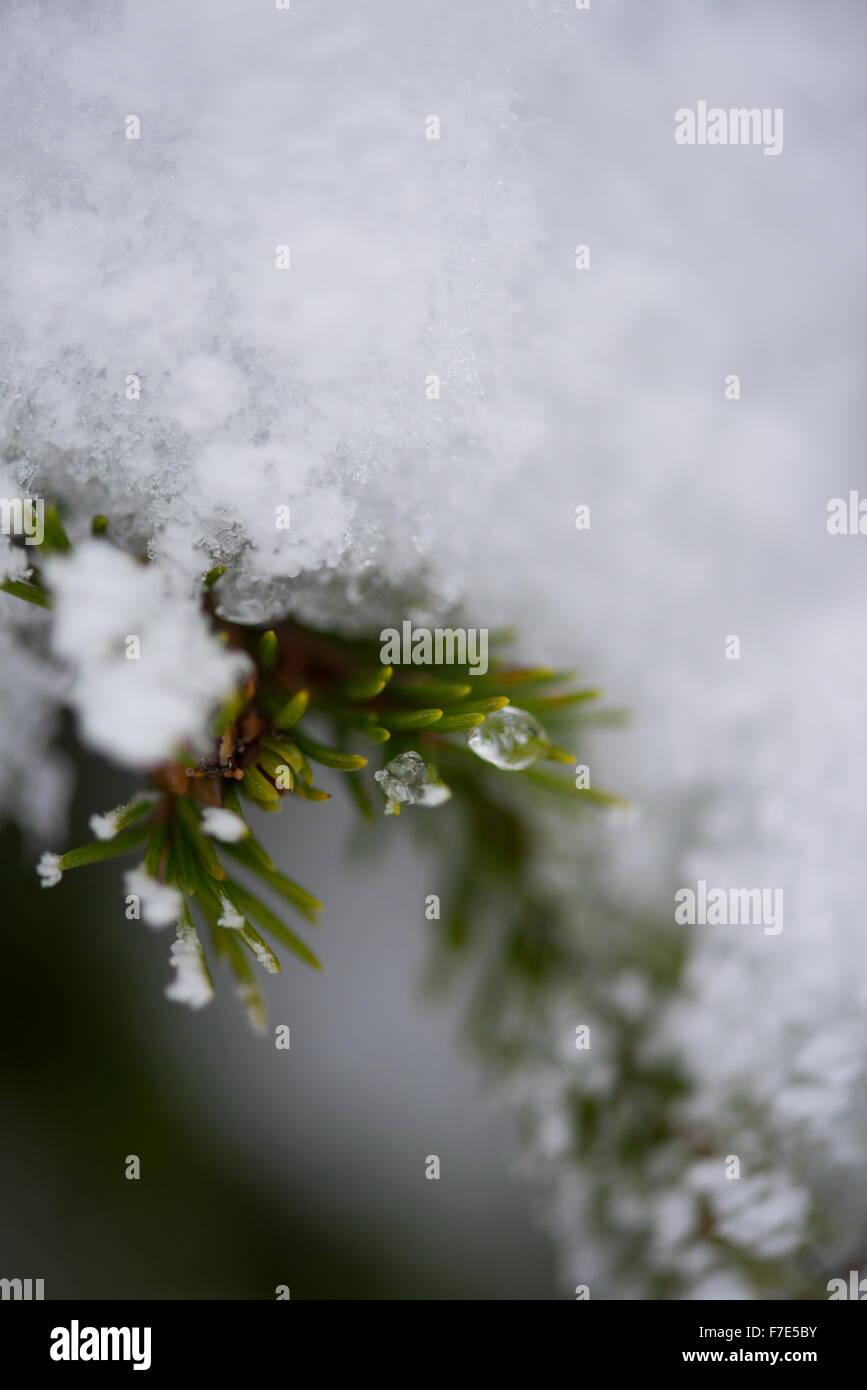 christmas evergreen spruce pine tree in nature covered with fresh snow ...