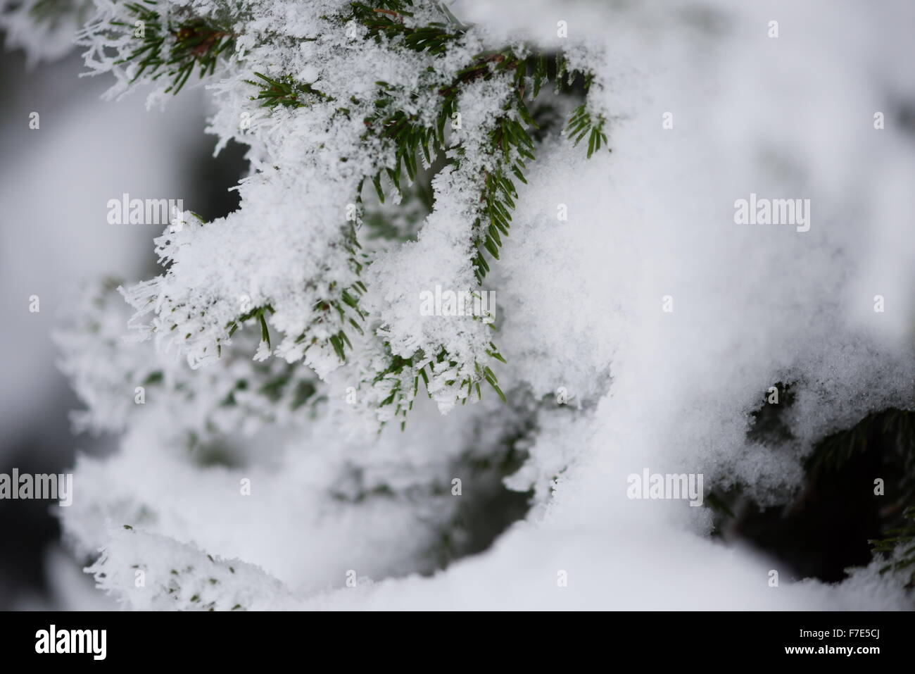 christmas evergreen spruce pine tree in nature covered with fresh snow ...