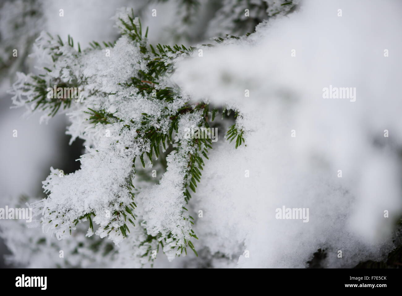 christmas evergreen spruce pine tree in nature covered with fresh snow ...