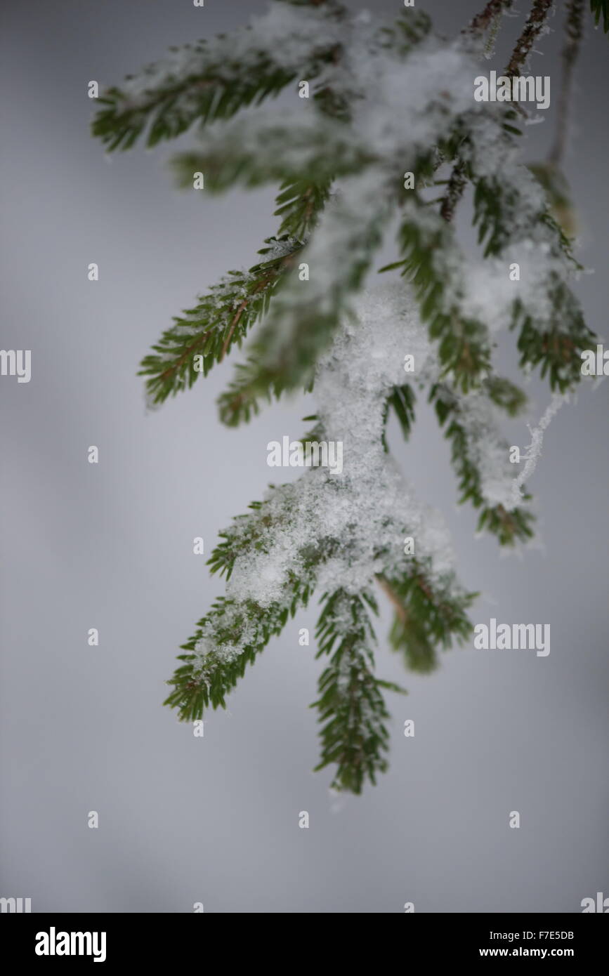 christmas evergreen spruce pine tree in nature covered with fresh snow ...