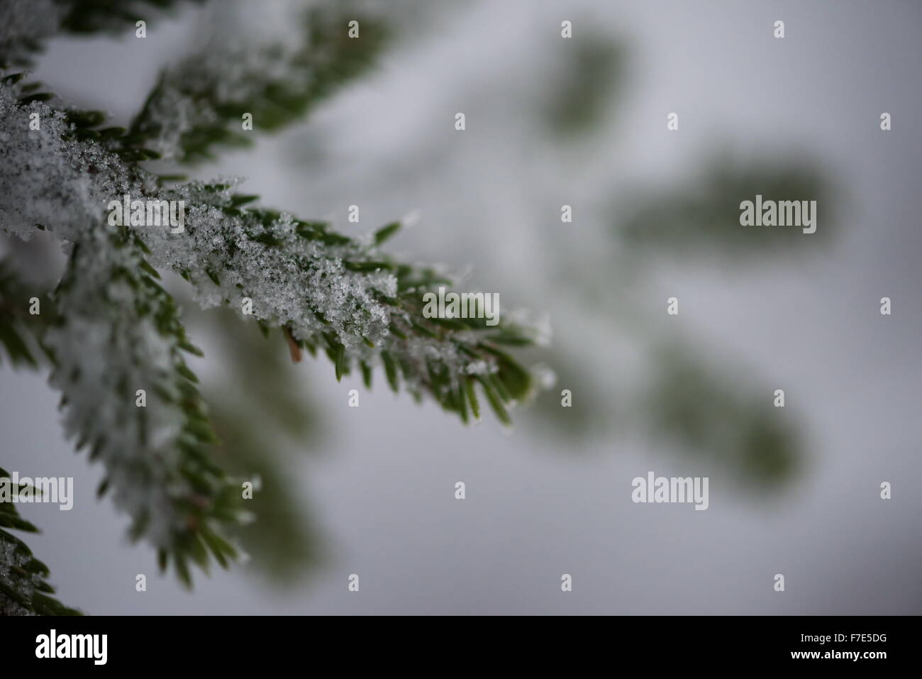 christmas evergreen spruce pine tree in nature covered with fresh snow ...