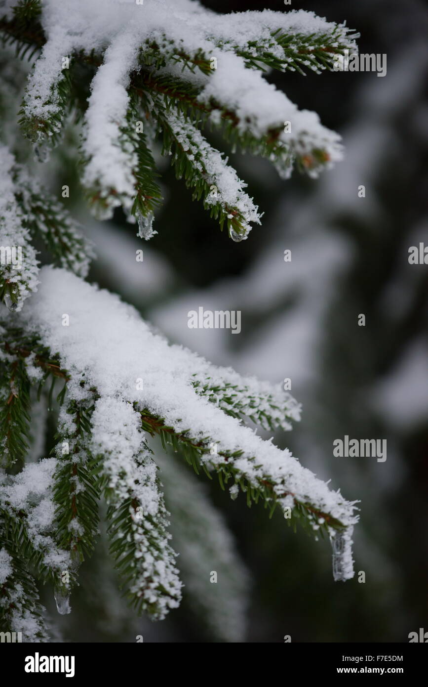 christmas evergreen spruce pine tree in nature covered with fresh snow ...