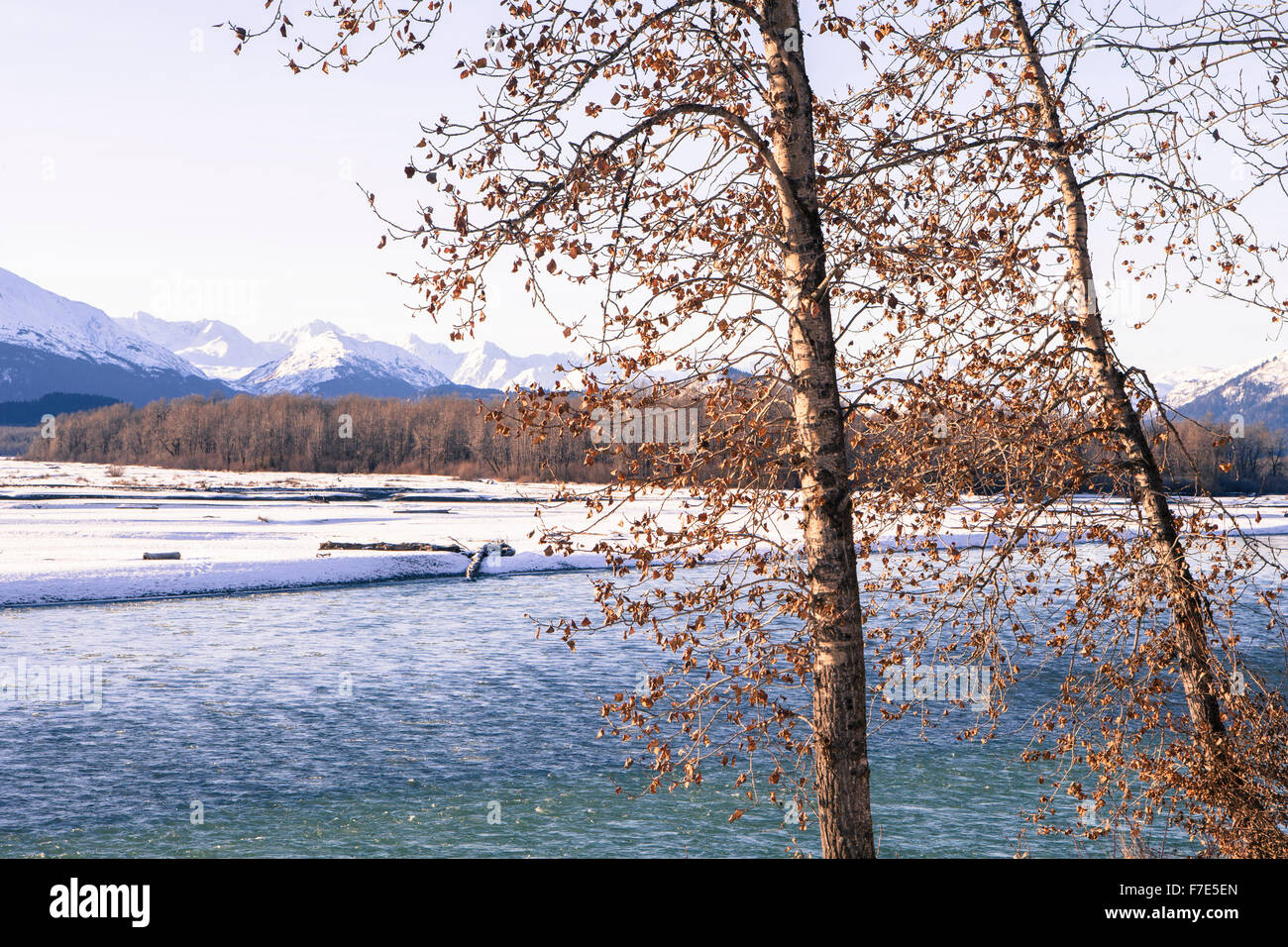 Early winter in the Chilkat Bald Eagle Preserve by the river. Stock Photo