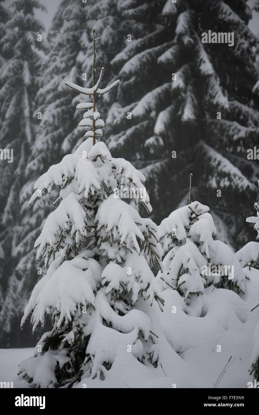 christmas evergreen spruce pine tree in nature covered with fresh snow ...