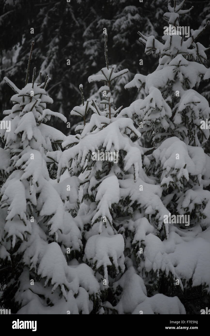 christmas evergreen spruce pine tree in nature covered with fresh snow ...