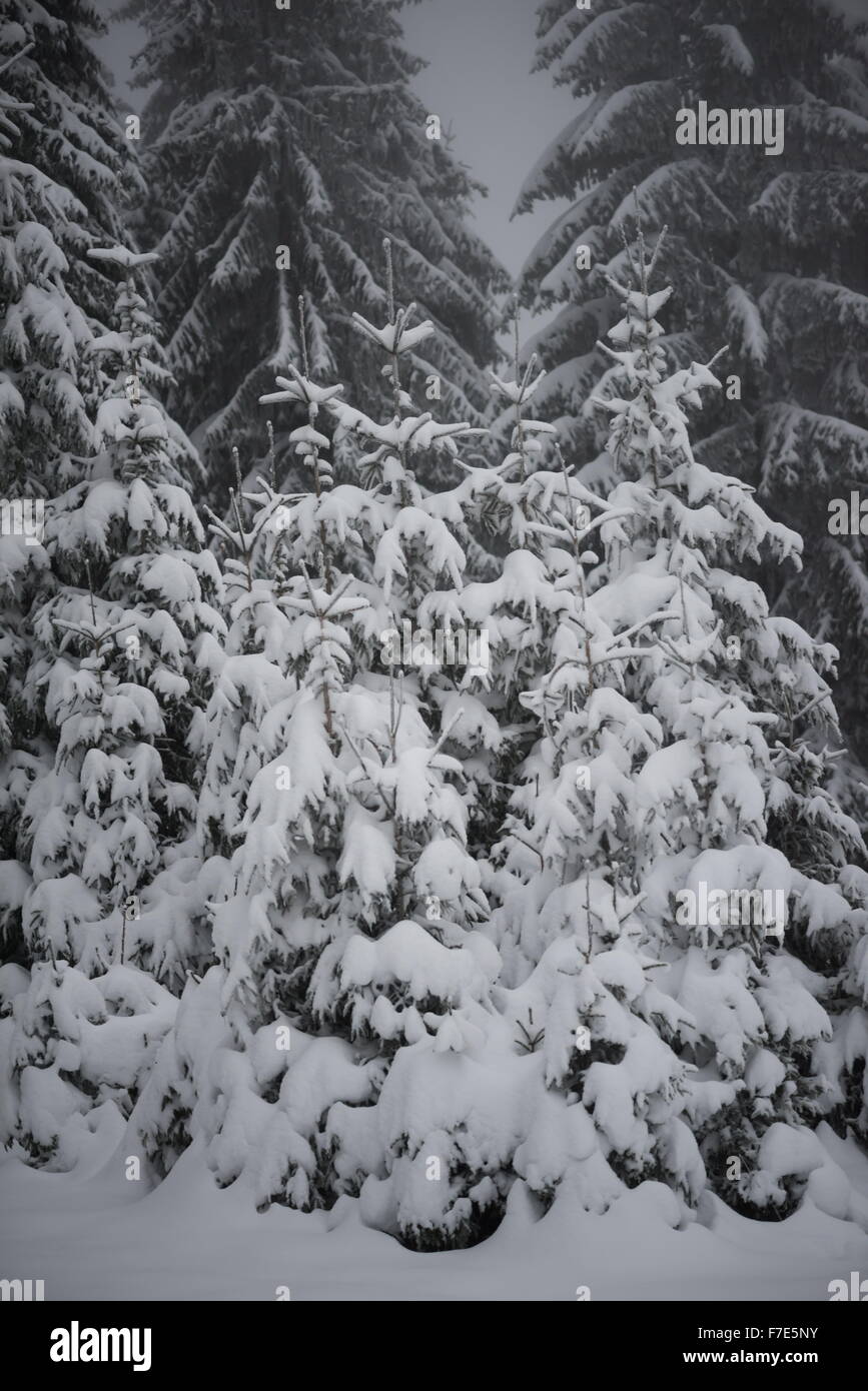 christmas evergreen spruce pine tree in nature covered with fresh snow ...