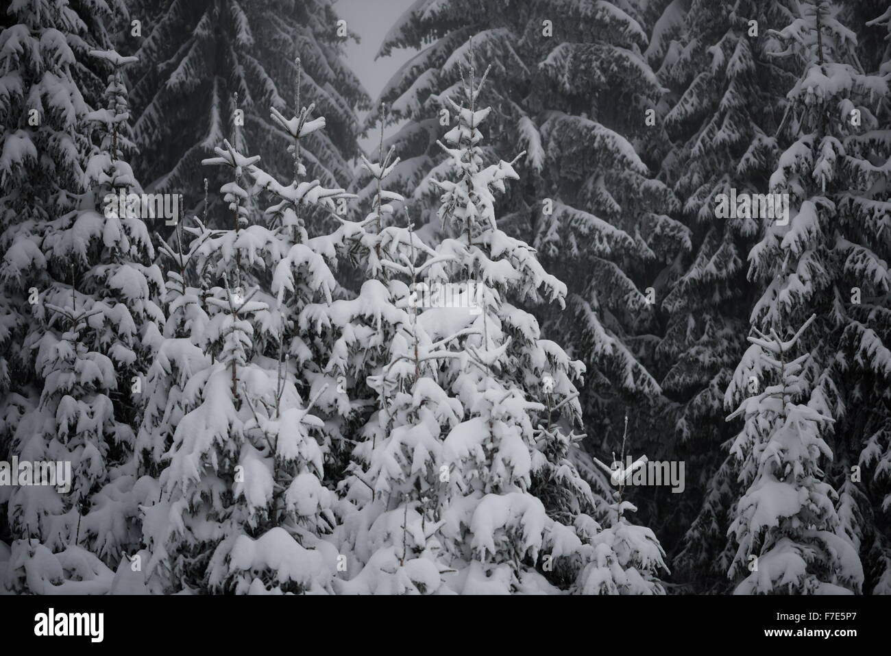 christmas evergreen spruce pine tree in nature covered with fresh snow ...
