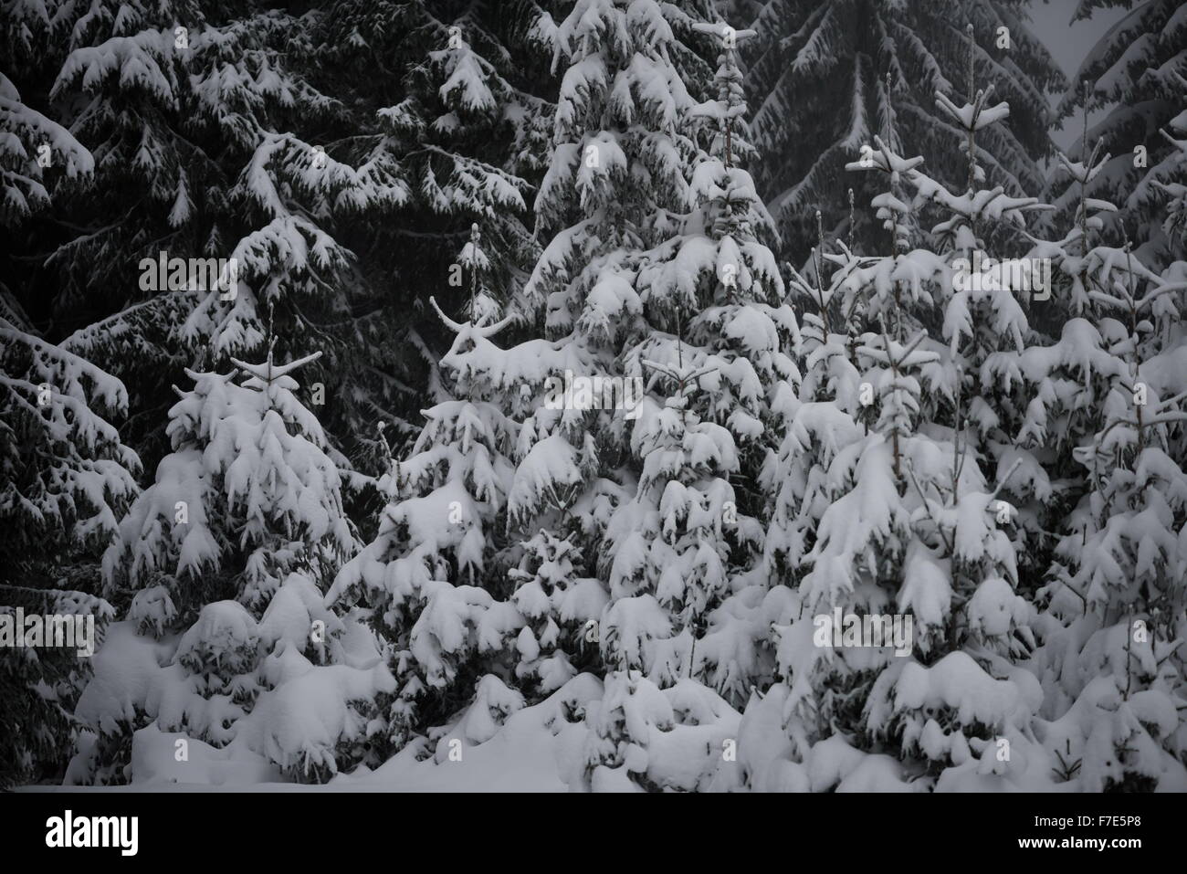 christmas evergreen spruce pine tree in nature covered with fresh snow ...