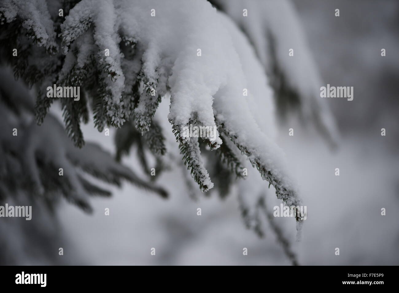 christmas evergreen spruce pine tree in nature covered with fresh snow ...