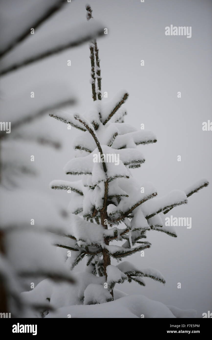 christmas evergreen spruce pine tree in nature covered with fresh snow ...