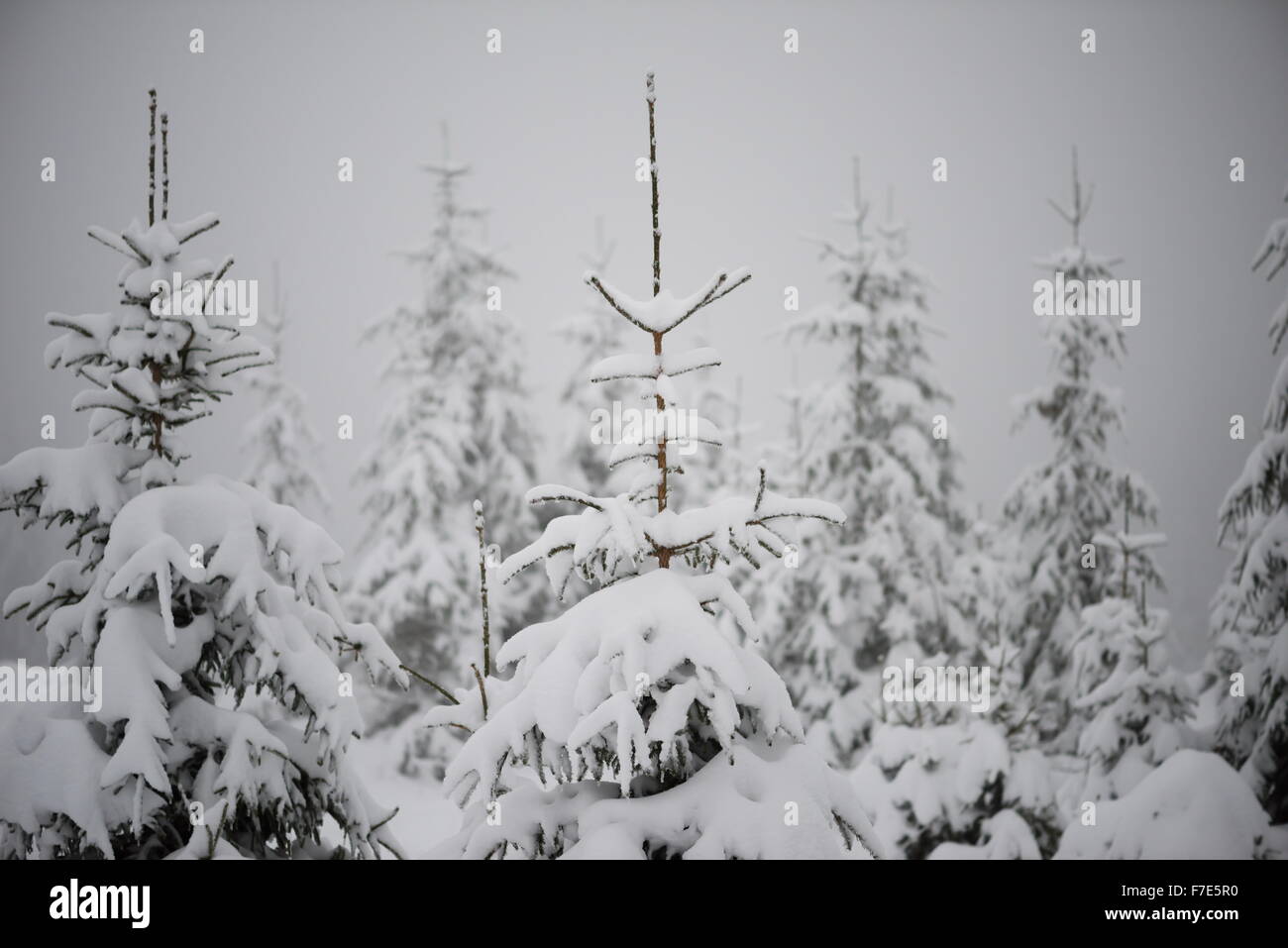 christmas evergreen spruce pine tree in nature covered with fresh snow ...