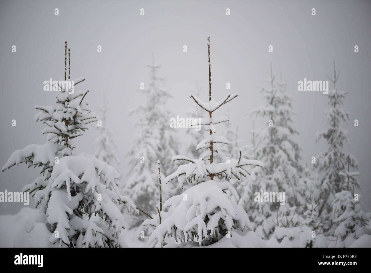 christmas evergreen spruce pine tree in nature covered with fresh snow ...
