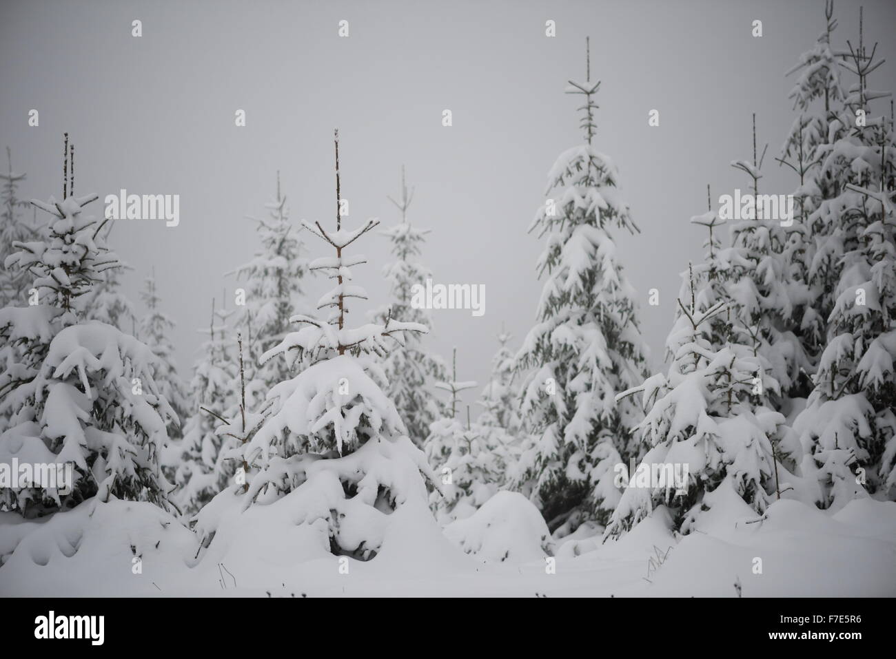 christmas evergreen spruce pine tree in nature covered with fresh snow ...
