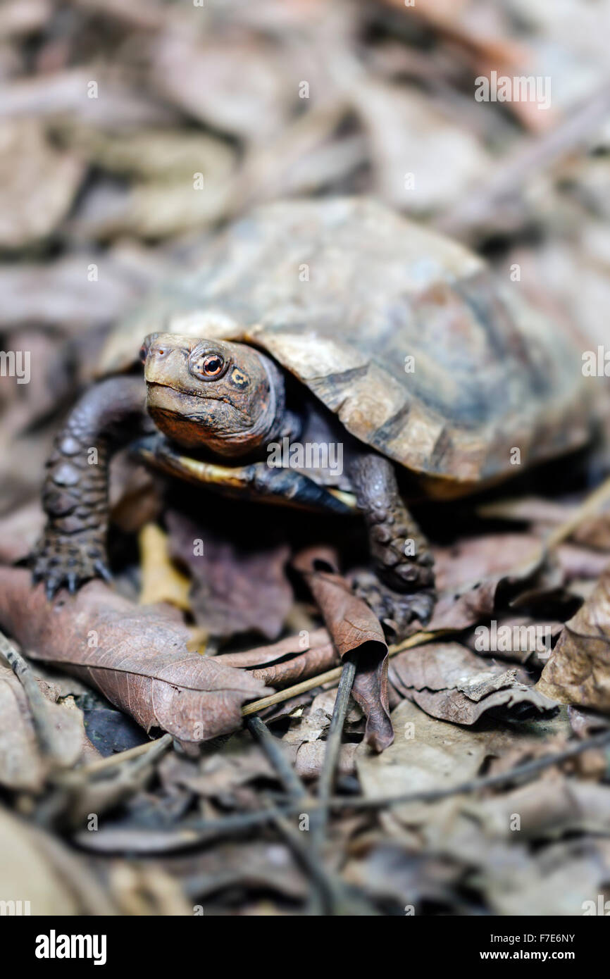 The endangered Keeled Box Turtle (Cuora mouhotii) in captivity at the Cuc Phuong Turtle Conservation Center in Vietnam. Stock Photo