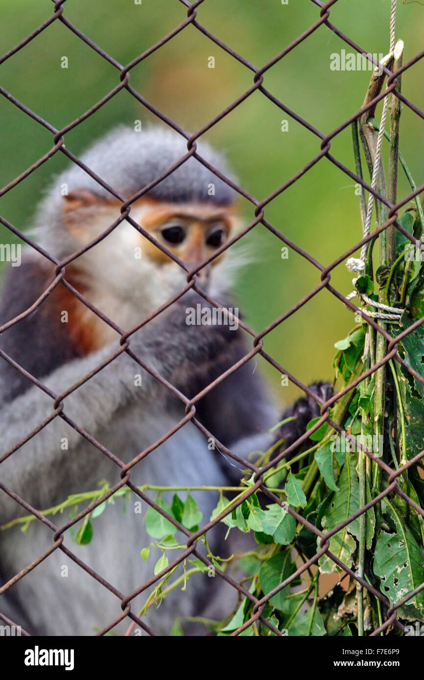 Gray-shanked douc (Pygathrix cinerea) feeding on leaves at Endangered Primate Rescue Center, Cuc Phuong National Park, Vietnam Stock Photo