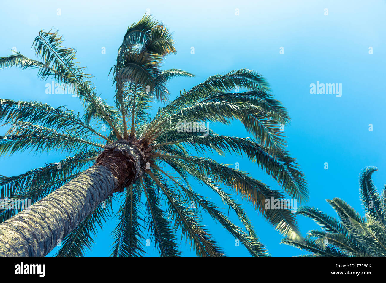 california fronds nature palm tree scenery scenic stock image stock photo trees tropical  retro effect Stock Photo