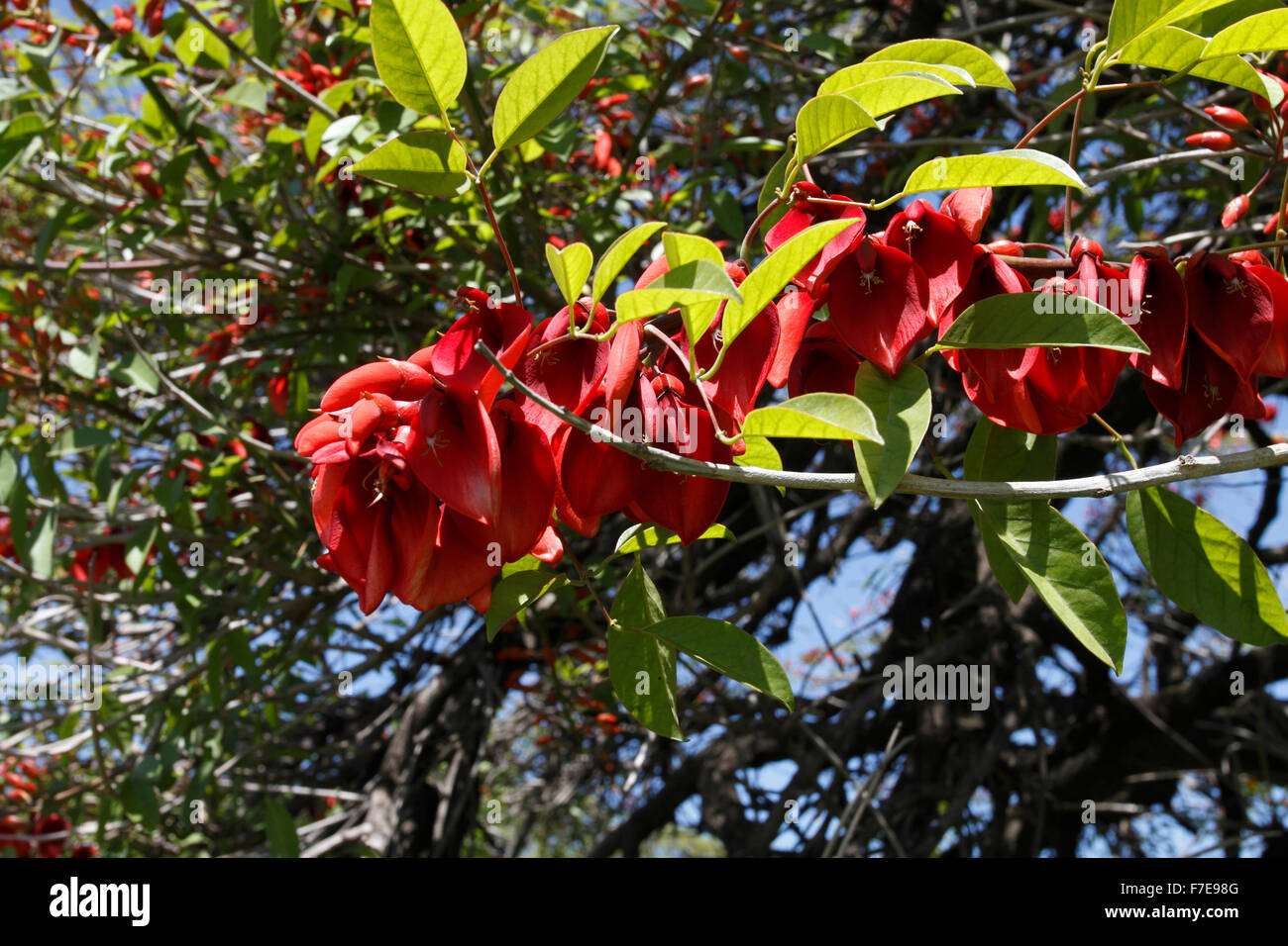 Erythrina crista-galli, often known as the cockspur coral tree, is a flowering tree in the family Fabaceae, native to Argentina Stock Photo