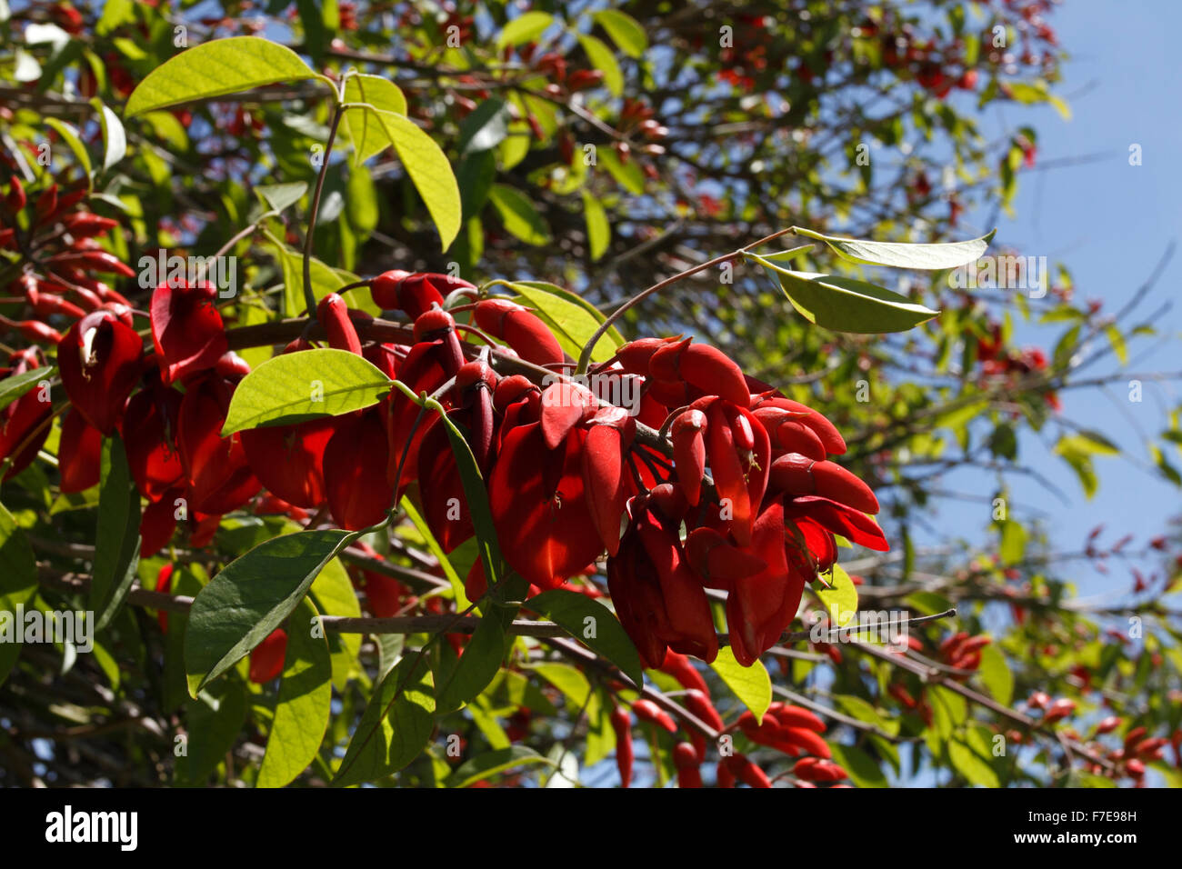 Erythrina crista-galli, often known as the cockspur coral tree, is a flowering tree in the family Fabaceae, native to Argentina Stock Photo