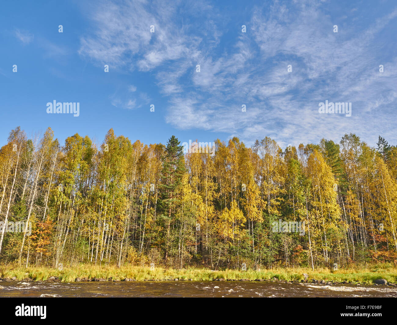 Autumn forest on the bank of the river Stock Photo - Alamy