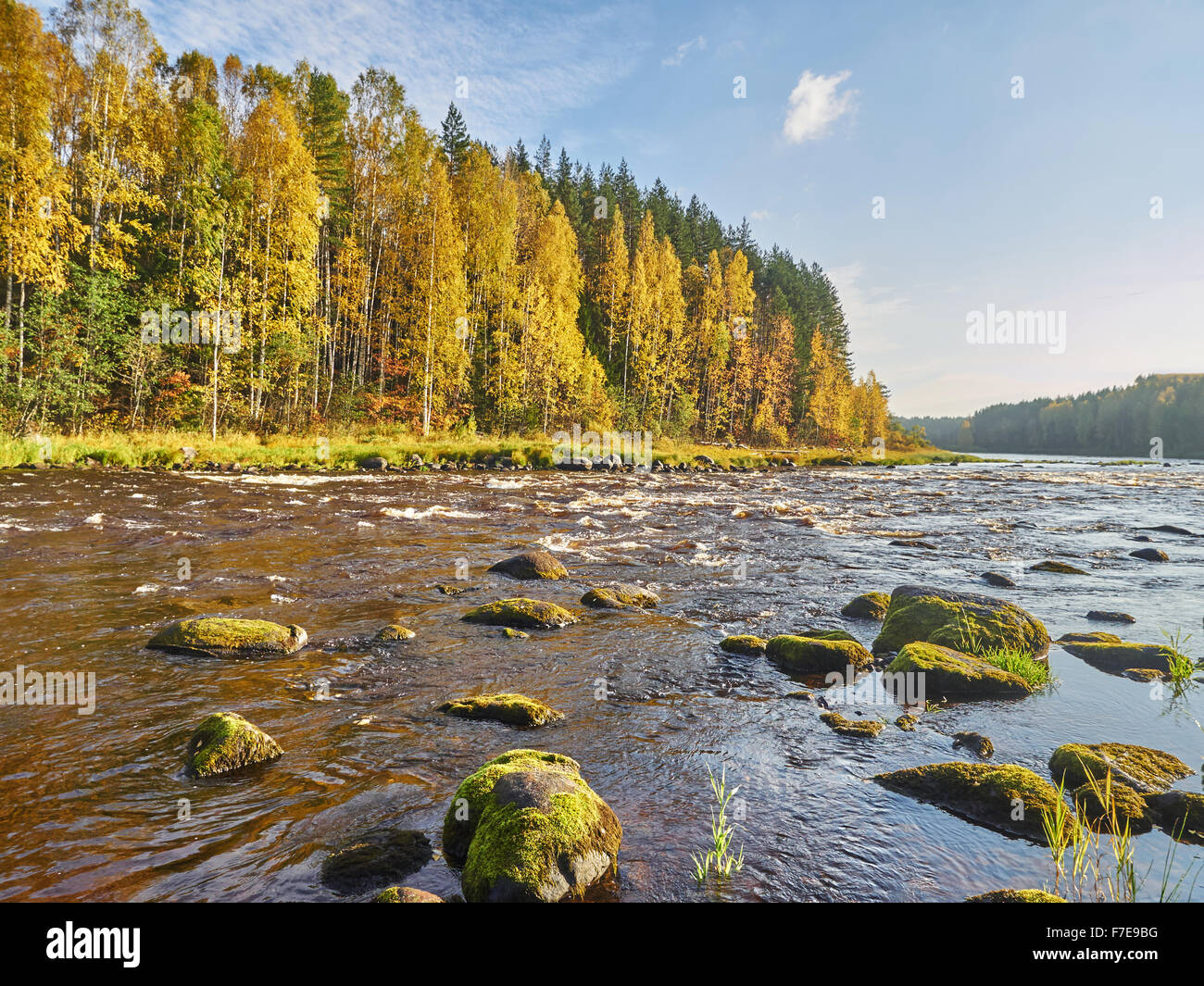 Autumn forest on the bank of the river Stock Photo - Alamy