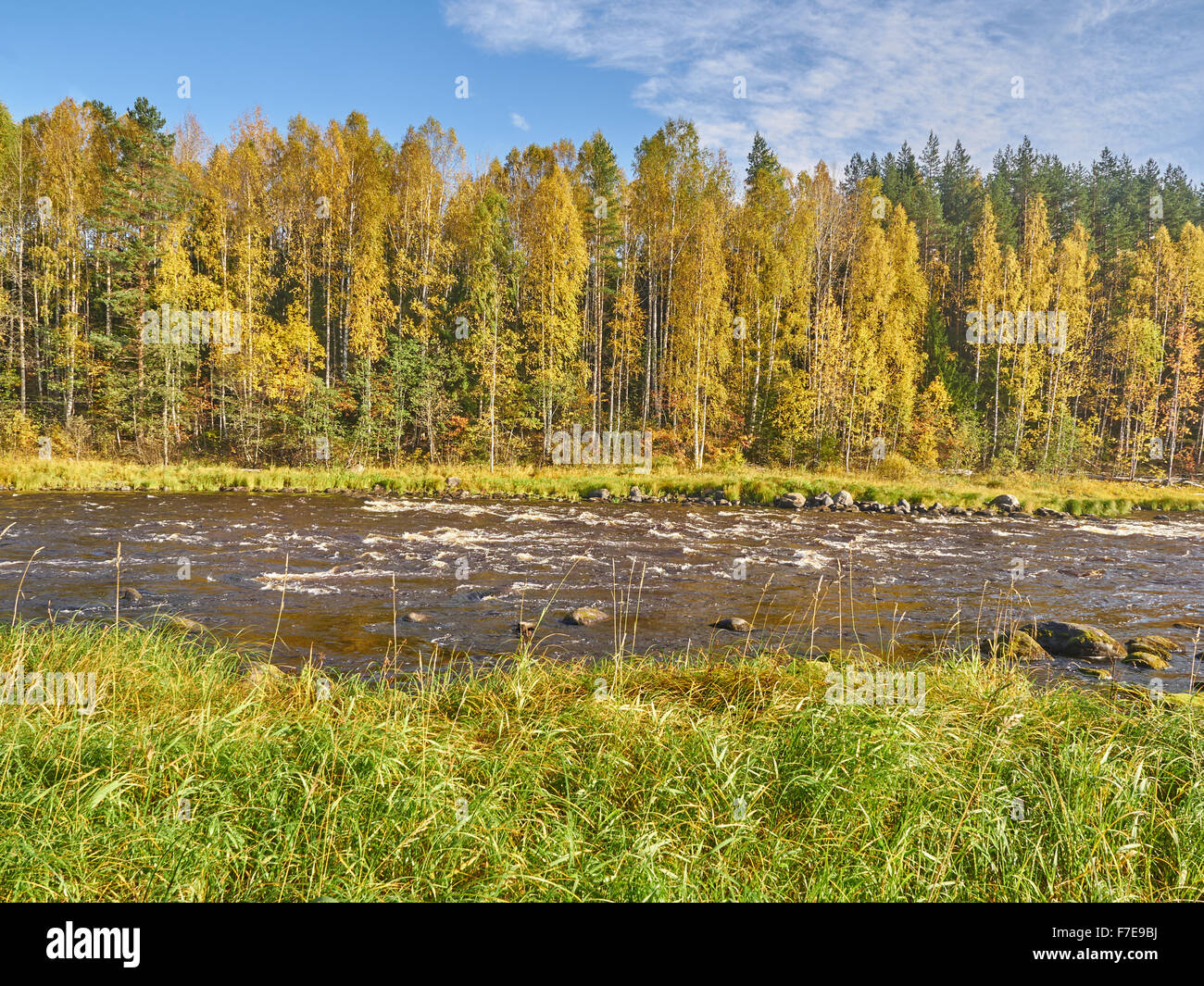 Autumn forest on the bank of the river Stock Photo - Alamy
