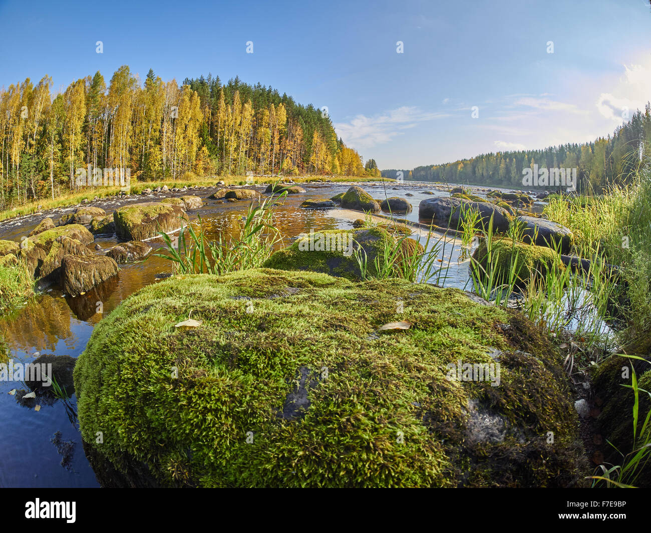 Autumn forest on the bank of the river Stock Photo - Alamy