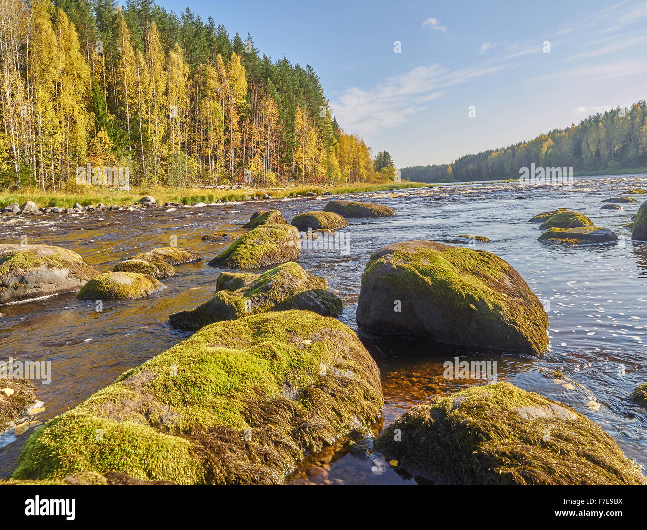 Autumn forest on the bank of the river Stock Photo - Alamy