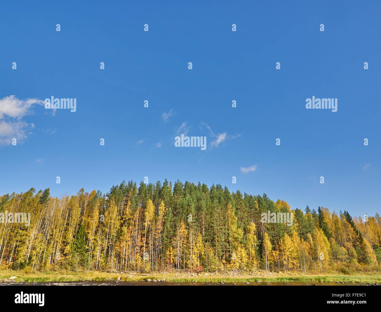 Autumn forest on the bank of the river Stock Photo - Alamy
