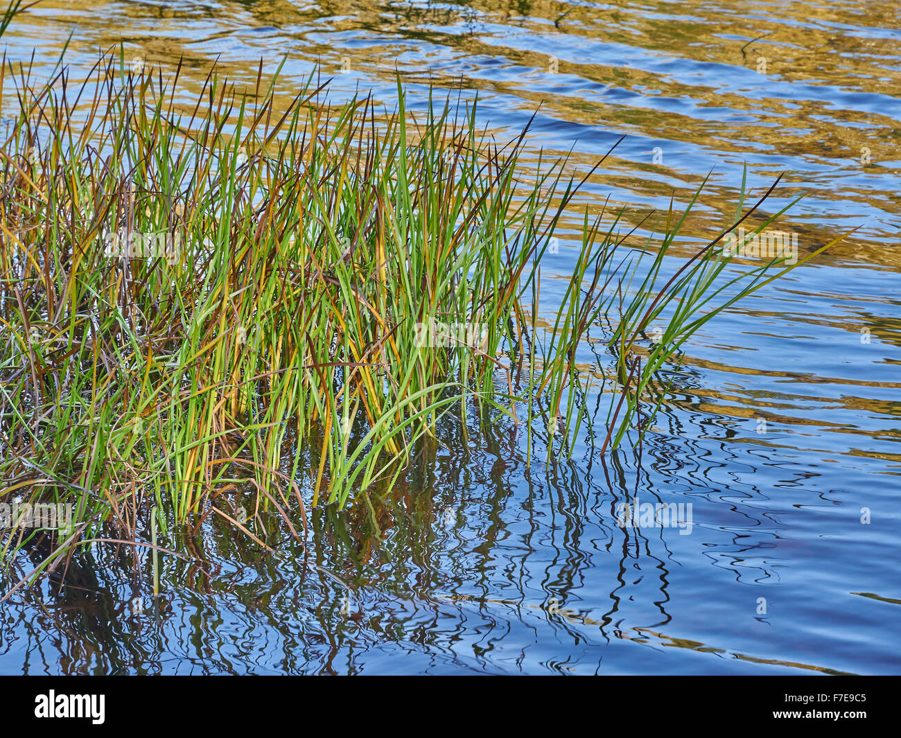 the grass in water Stock Photo Alamy