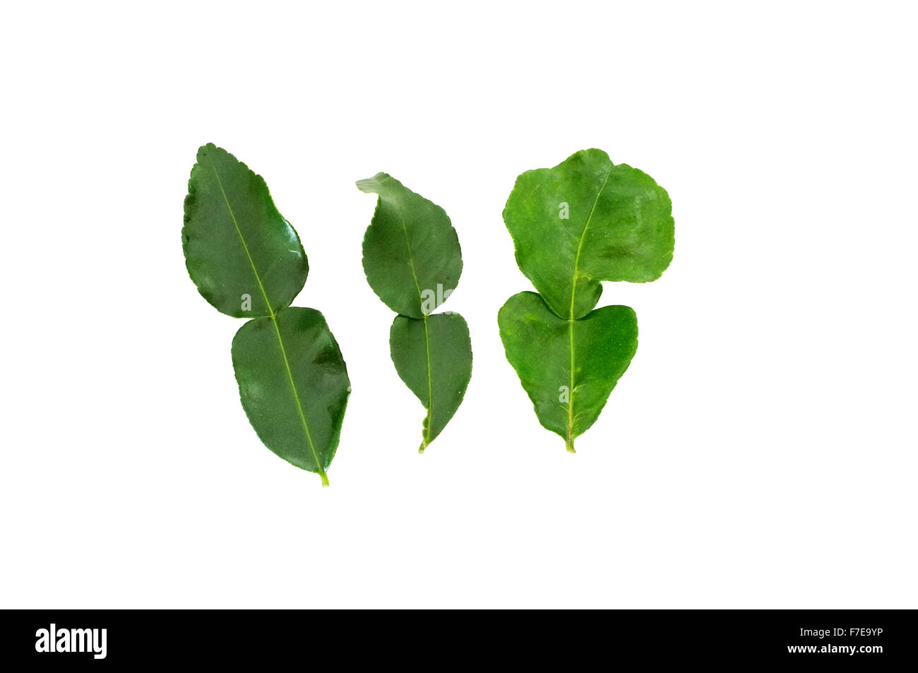 Fresh kaffir lime leaf Stock Photo