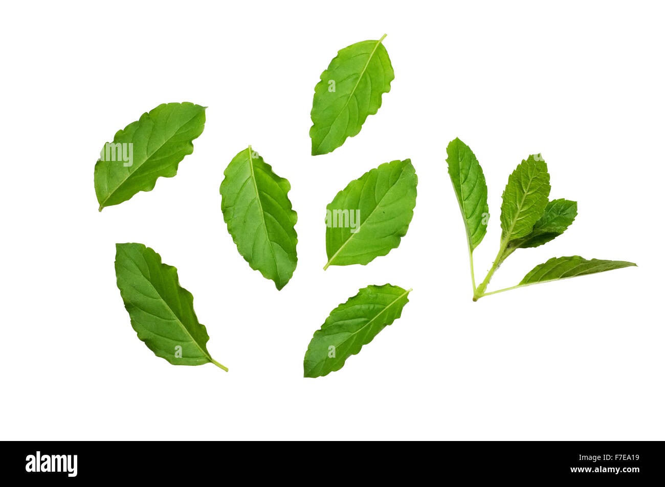 Fresh basil leaves Stock Photo Alamy