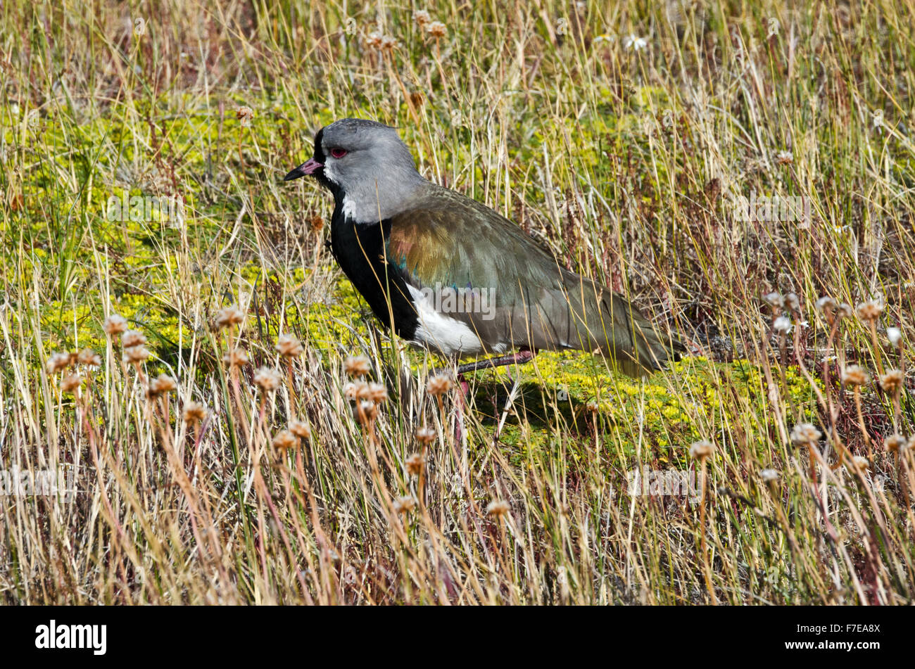 Southern Lapwing (Vanellus chilensis) Laguna Nimez Nature Preserve, El Calafate, Patagonia,  Argentina Stock Photo